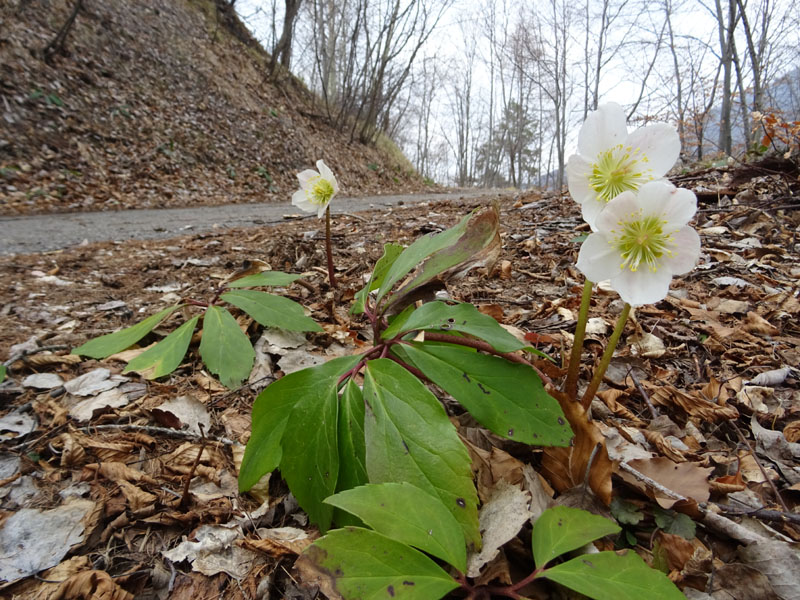 Helleborus niger  / Rosa di Natale